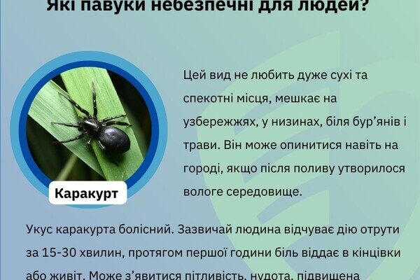 Какие пауки опасны для людей в Одесской области Какие пауки опасны для людей в Одесской области