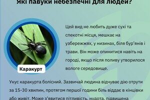 Какие пауки опасны для людей в Одесской области Какие пауки опасны для людей в Одесской области