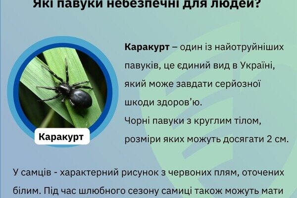 Какие пауки опасны для людей в Одесской области Какие пауки опасны для людей в Одесской области