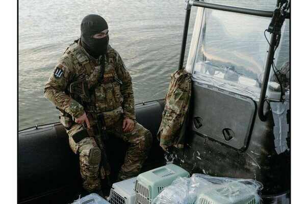 С острова Змеиный эвакуировали котов С острова Змеиный эвакуировали котов