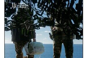 С острова Змеиный эвакуировали котов С острова Змеиный эвакуировали котов