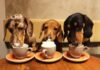 Pet-friendly заведения в столице: куда пойти со своим любимцем