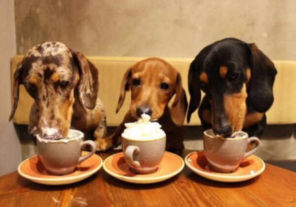Pet-friendly заведения в столице: куда пойти со своим любимцем Pet-friendly заведения в столице: куда пойти со своим любимцем