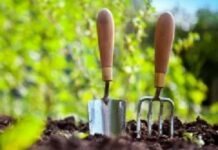 Урожай забезпечить Місяць: календар городника на червень-2025