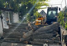 Вырубали дубы и акации без разрешения: в Одесской области будут судить двух мужчин, которые уничтожили лес более чем на полмиллиона гривен