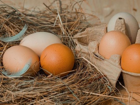 Білі чи коричневі: які яйця краще обирати