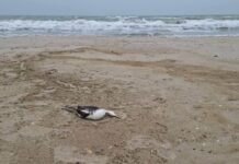 Разлив подсолнечного масла после удара по порту уничтожает Черное море в Одесской области
