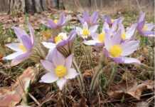 «Скромне потепління»: якою буде погода на Великдень