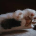 В Одесской области мужчина выбросил котенка с шестого этажа