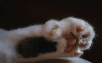 В Одесской области мужчина выбросил котенка с шестого этажа